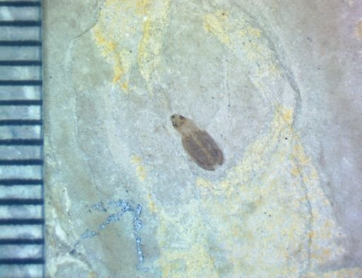 undet. Coleoptera