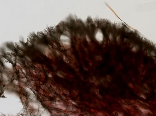 Ophlitaspongiidae