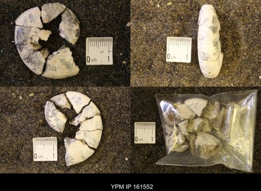 Hoploscaphites nicolletii