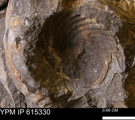 Inoceramus sp.