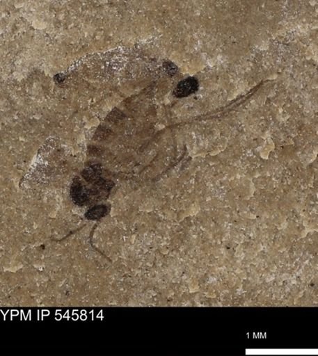 undet. Diptera