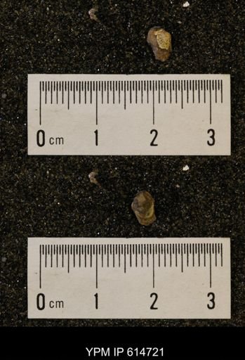 Limopsis striatopunctatus