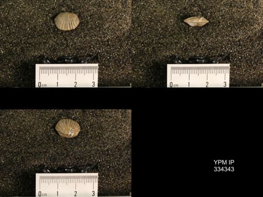 Plectorthis triplicatella