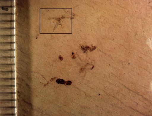 undet. Diptera
