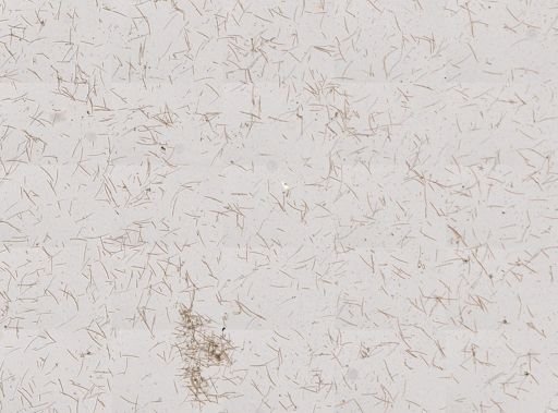 Haliclona