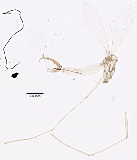 Lutzomyia fluviatilis