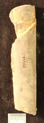 Baculites