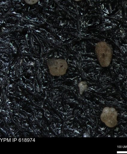 undet. Foraminiferida
