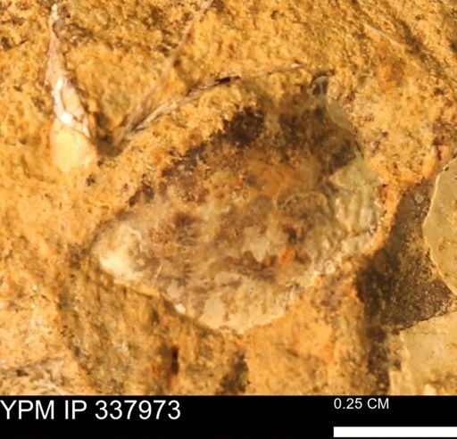 undet. Bivalvia