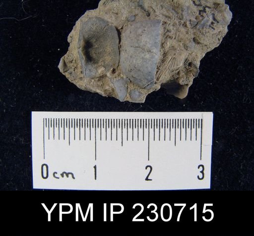 Chonetes granulifer armatus
