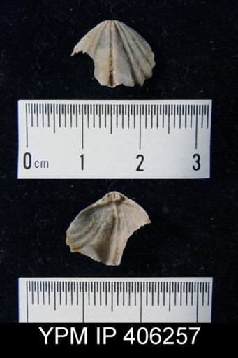 undet. Rhynchonellida