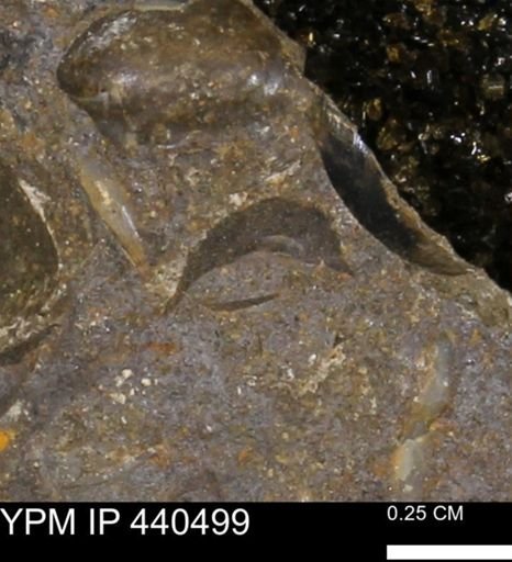 Protocardia subquadrata