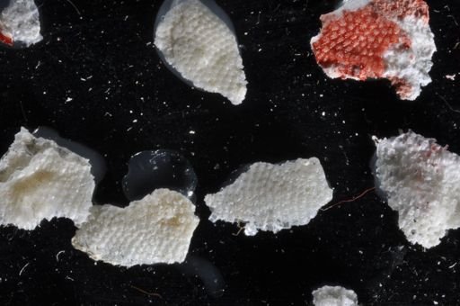 Bryozoa