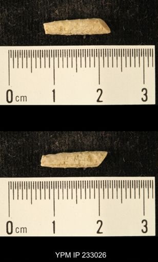 Archaeocidaris sp.
