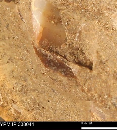 undet. Bivalvia