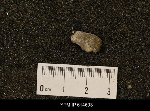 Oxytoma (Hypoxytoma) nebrascana