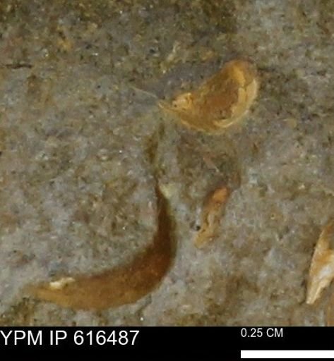 Protocardia subquadrata