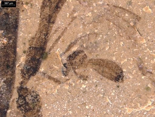 taxon undetermined