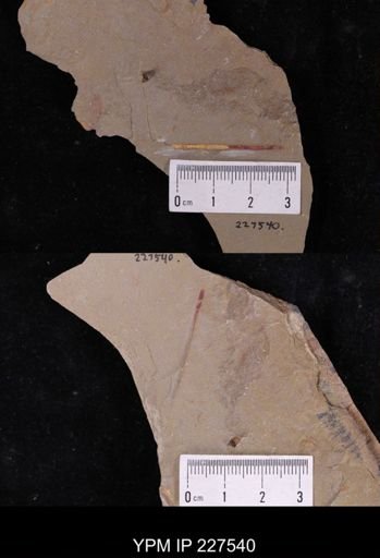 undet. Annelida