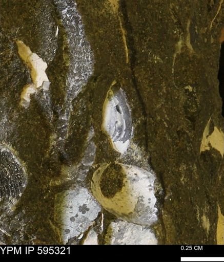 Protocardia sp.