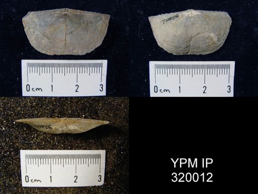 Chonetes granulifer meekanus