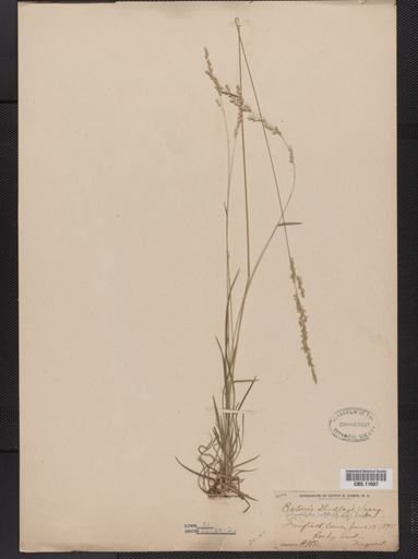 Sphenopholis nitida