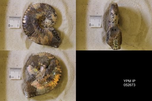 Hoploscaphites comprimus