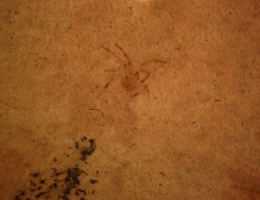 undet. Araneida