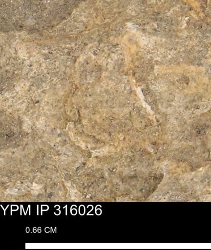 undet. Mollusca