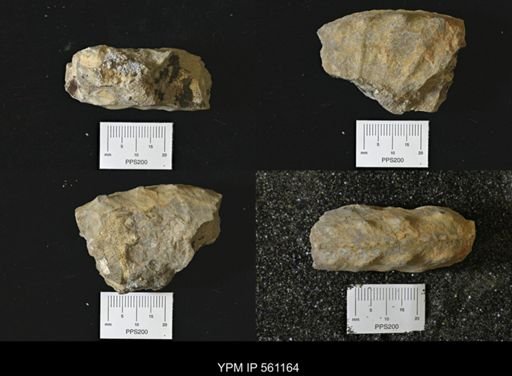 undet. Ammonoidea