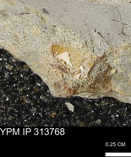 undet. Bivalvia