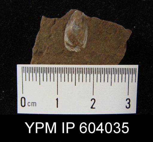 Lingula clintoni