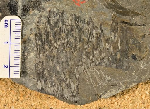 Lepidodendropsis vandergrachtii