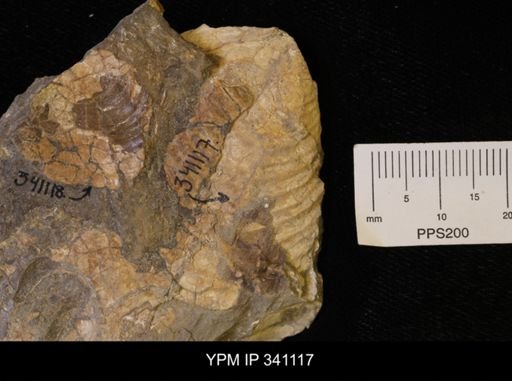 Scaphites sp.