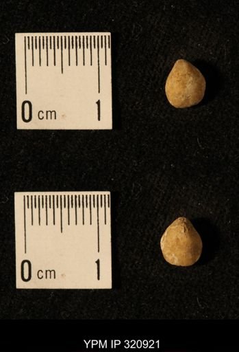 Dielasma elongatum