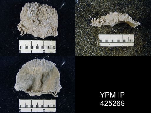 Edriosteges multispinosus
