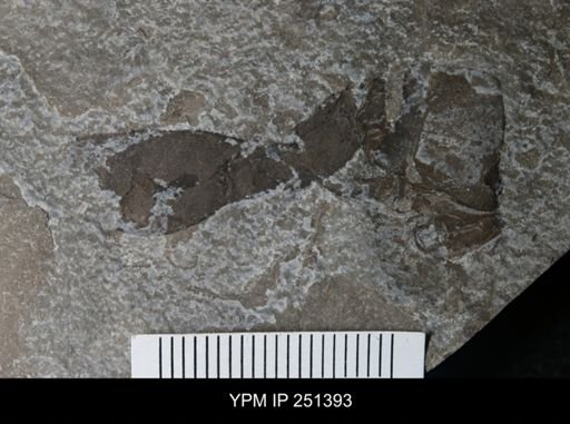 undet. Eurypterida