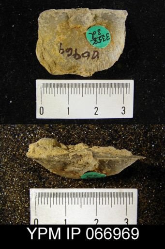 Strophonella reversa