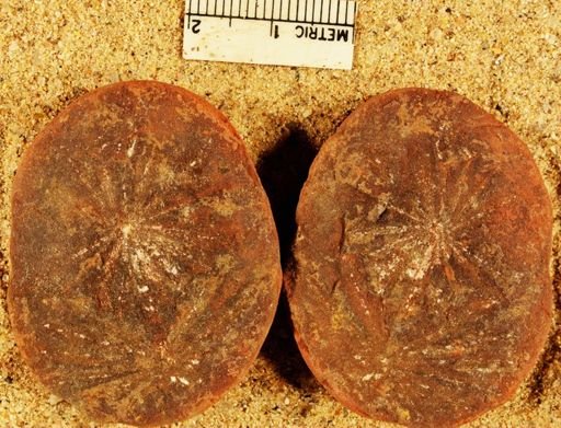 Annularia