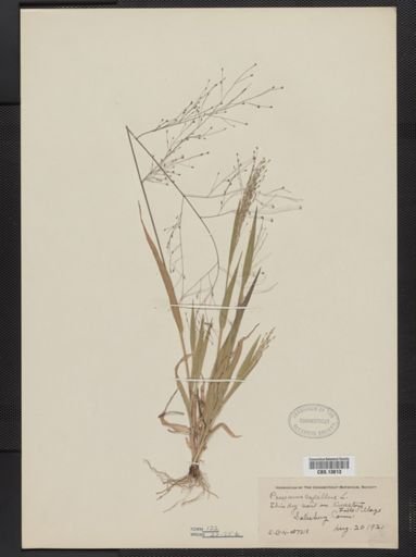 Panicum capillare