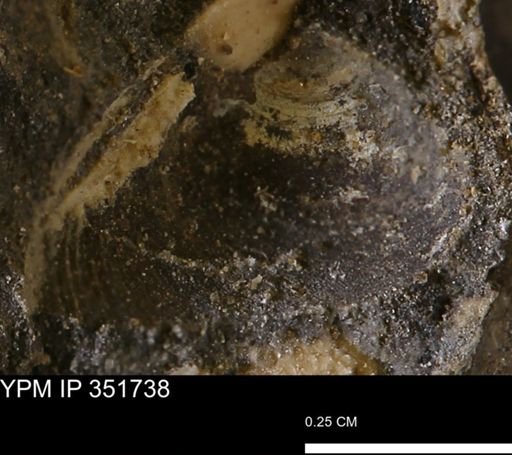 undet. Bivalvia