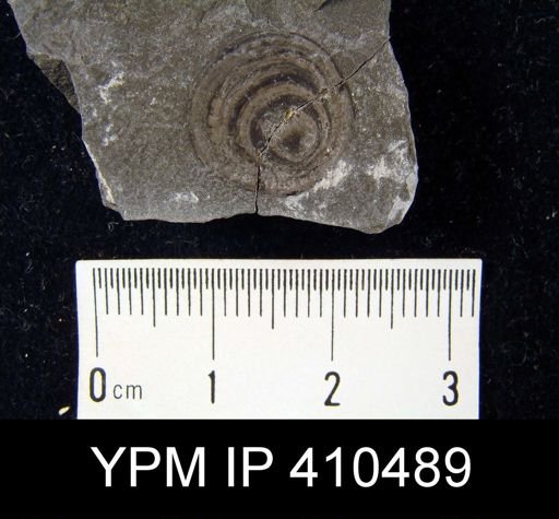 Orbiculoidea lodiensis