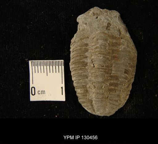 Phacops rana
