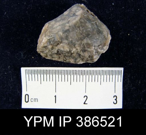 Clitambonites cf. diversus