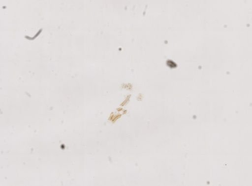 Amnicola decisa