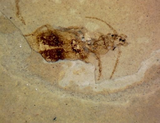 undet. Coleoptera
