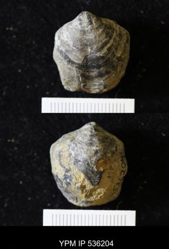 Meristella?