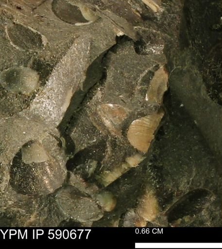undet. Bivalvia