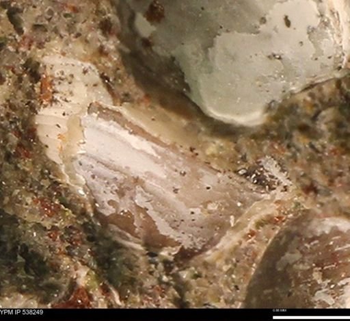 Corbulamella gregaria