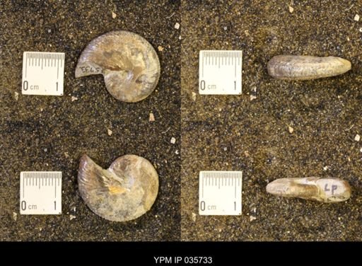 Discoscaphites rossi